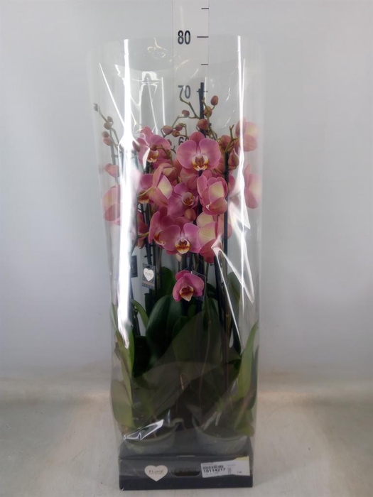 <h4>Phalaenopsis   ...</h4>