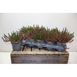 arr8 Callu Wibos Rot