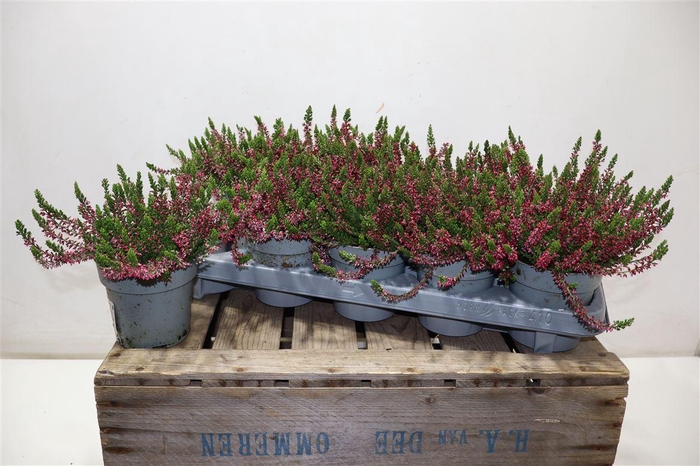 <h4>arr8 Callu Wibos Rot</h4>