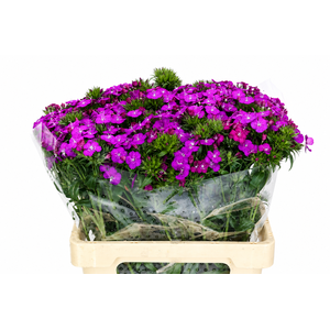 Dianthus Br Amazon Neon Purple