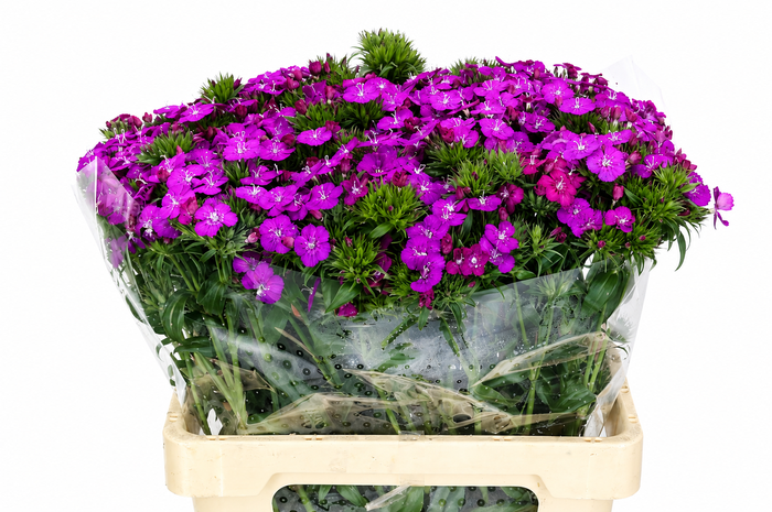 <h4>Dianthus Br Amazon Neon Purple</h4>