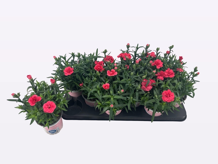 <h4>DIAN CODE SALMON</h4>