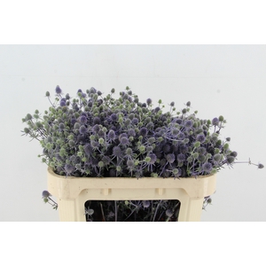 ERYN PL BLUE GLITT