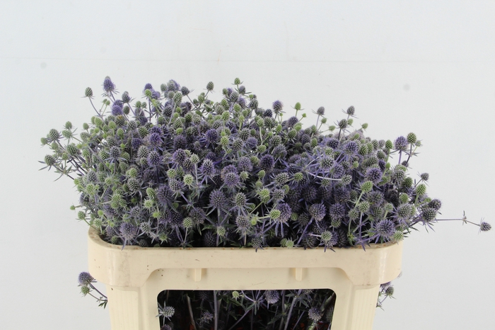 <h4>ERYN PL BLUE GLITT</h4>