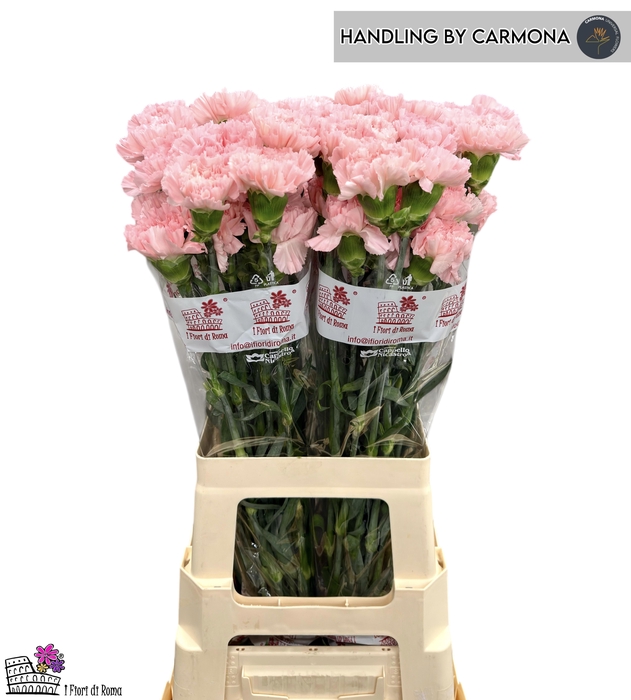 <h4>DI ST DONCEL</h4>