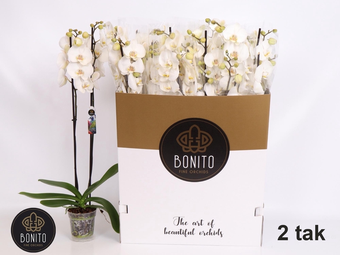 <h4>PHAL SILHOUETTE</h4>