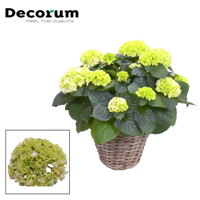 <h4>Hydrangea Bol White 10 - 15 kop in Rattan mand (Decorum)</h4>