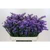 Limonium sinuatum Ana Blue