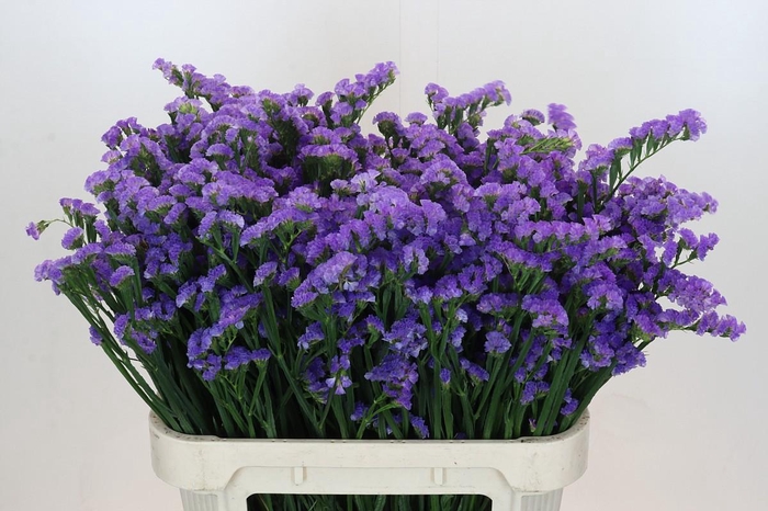 Limonium sinuatum Ana Blue