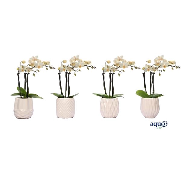 <h4>Dolomite Mix Tiny Dolls Wit 3T18+ Aqu@</h4>