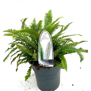 Blechnum spicant