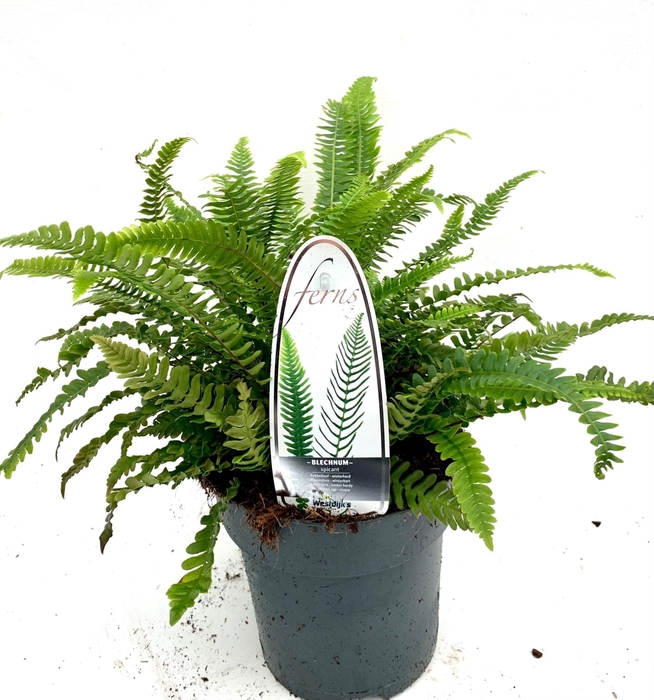 <h4>Blechnum spicant</h4>