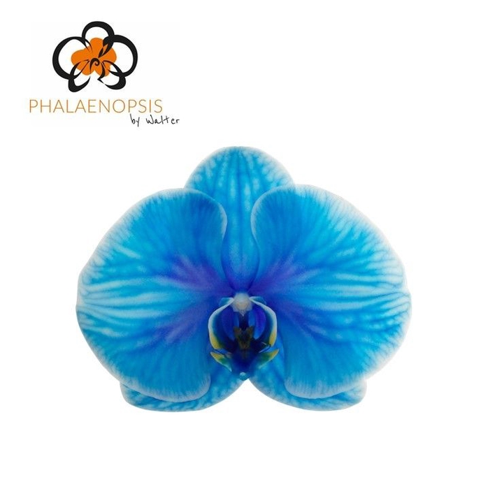 <h4>Phalaenopsis Coloured Dark Blue 10-14</h4>