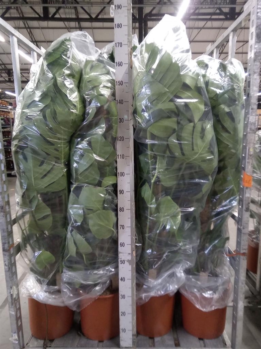 <h4>Monstera delic.</h4>