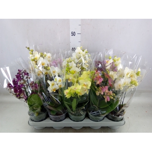 Phalaenopsis multi.   ...mix