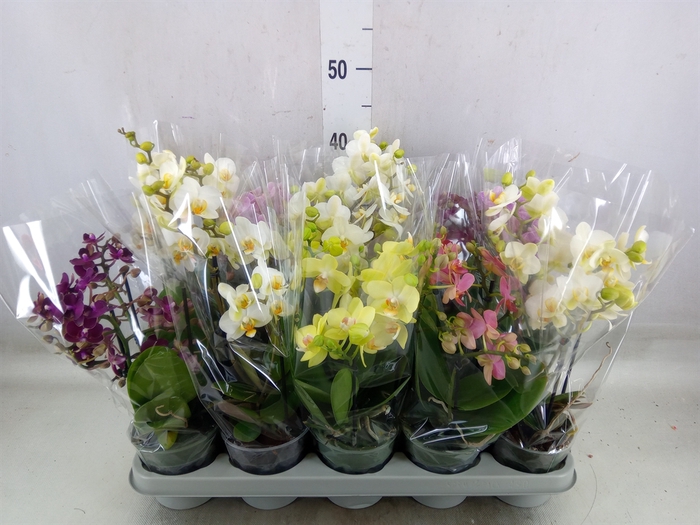 <h4>Phalaenopsis multi.   ...mix</h4>