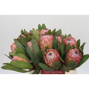Protea Susara
