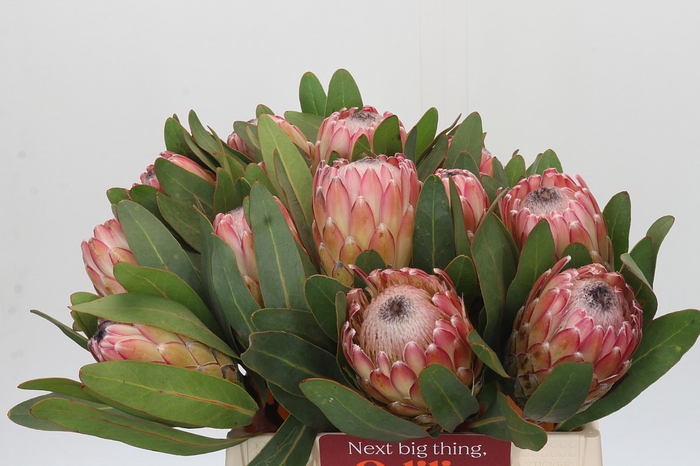 <h4>Protea Susara</h4>