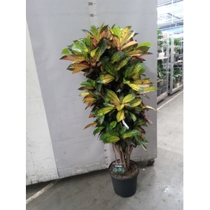 Codiaeum var. KL 'Mrs Iceton'