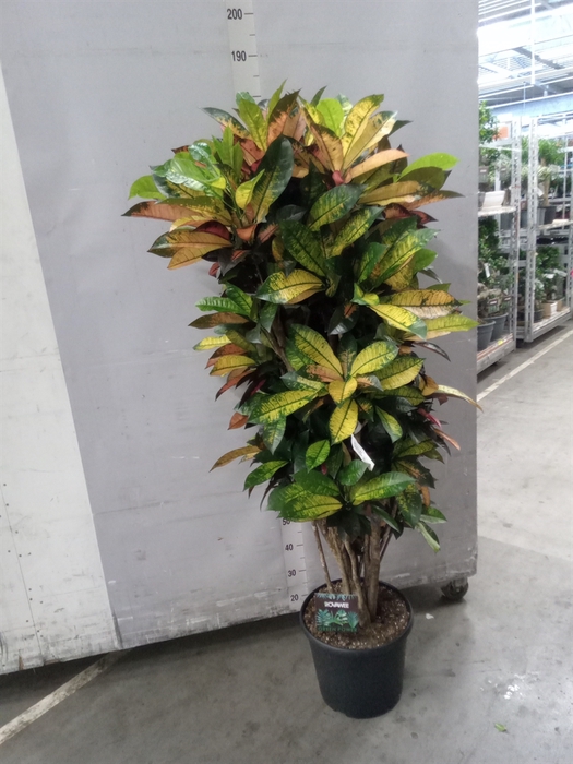 <h4>Codiaeum var. KL 'Mrs Iceton'</h4>