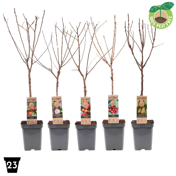 <h4>Fruitbomen en -heesters ov</h4>