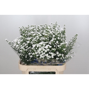 Aster White Gypsy