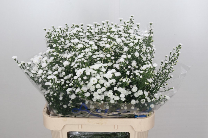 <h4>Aster White Gypsy</h4>