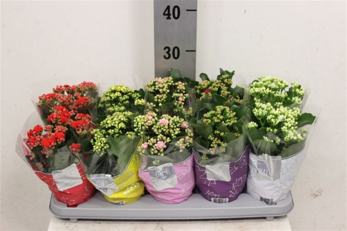 <h4>Kalan Gevuld Gemengd 12cm</h4>