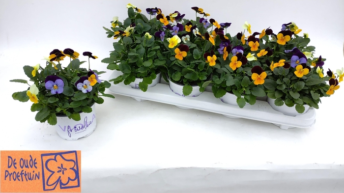 <h4>VIO TRICOLOR</h4>