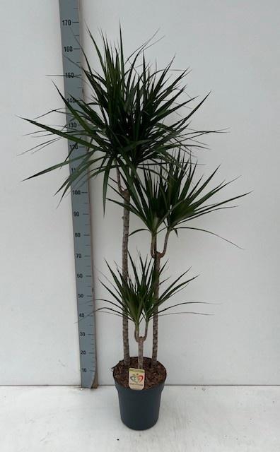 <h4>DRA MARGINATA</h4>