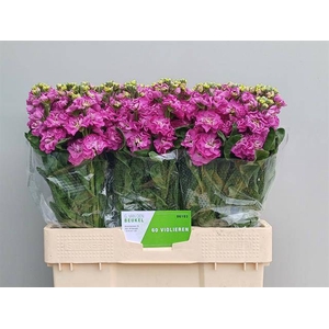 MATTH STOX DEEP ROSE