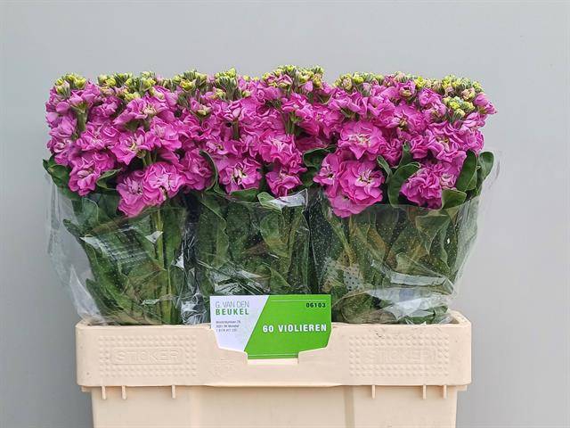 <h4>MATTH STOX DEEP ROSE</h4>