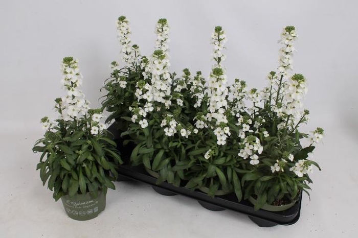 <h4>Erys Ley White</h4>