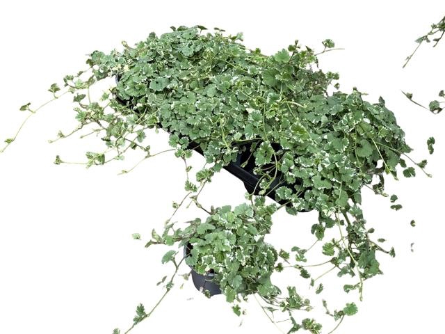 <h4>GLEC HE VARIEGATA</h4>