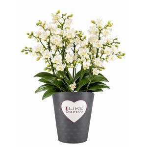Duetto Multi - Cream Punch/Million Flowers 90+