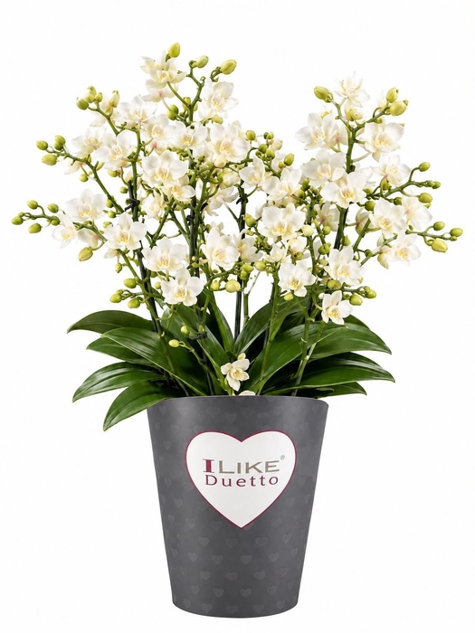 <h4>Duetto Multi - Cream Punch/Million Flowers 90+</h4>