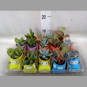 Succulents   ...