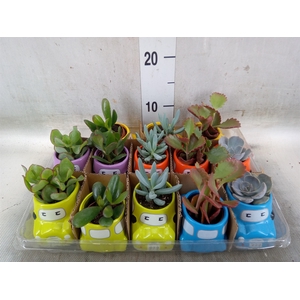 Succulents   ...
