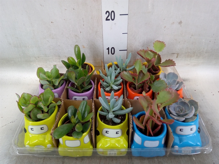 <h4>Succulents   ...</h4>