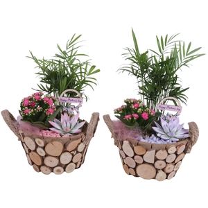 Mothersday Arr. Indoor Wooden Pot Round Tree Chucks Ø22cm 3PP