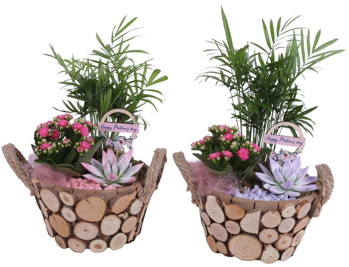 <h4>Mothersday Arr. Indoor Wooden Pot Round Tree Chucks Ø22cm 3PP</h4>