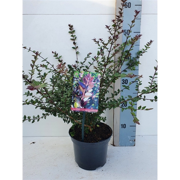 <h4>Lonicera nit. Garden Clouds 'Purple Storm'</h4>