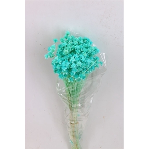 Pres Hill Flower Aqua Blue Bunch