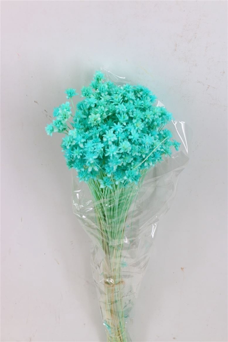 <h4>Pres Hill Flower Aqua Blue Bunch</h4>