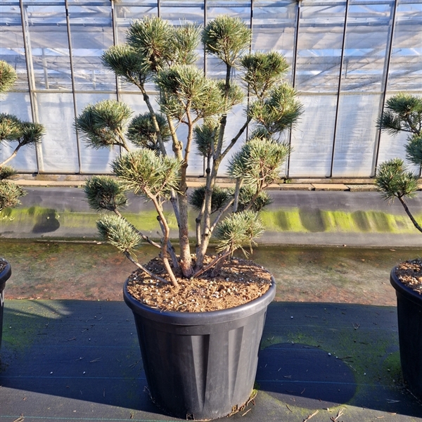 <h4>Pinus sylvestris 'Watereri'</h4>