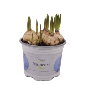 Muscari Blue 12cm