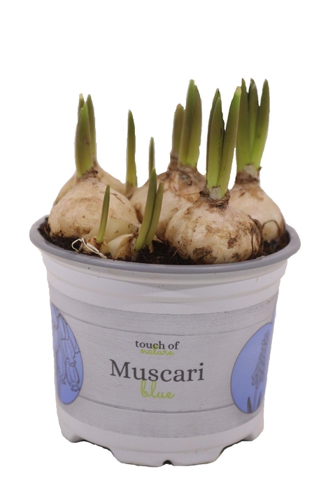 Muscari Big Smile 12cm