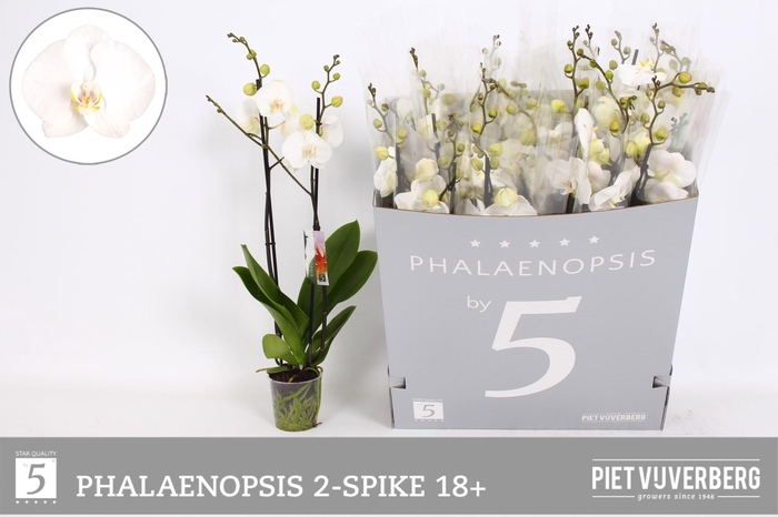 <h4>PHAL OV WIT</h4>