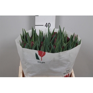 Tu Du Alison Bradley