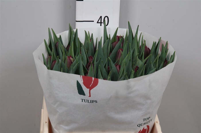 <h4>Tu Du Alison Bradley</h4>